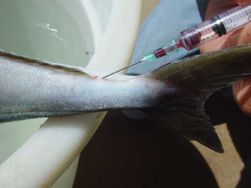 Do Fish Have Blood Asking List